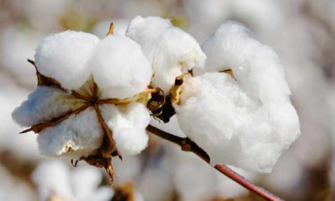 4月10-14日储备棉轮出标准级销售底价15381元/吨 下调60元/吨