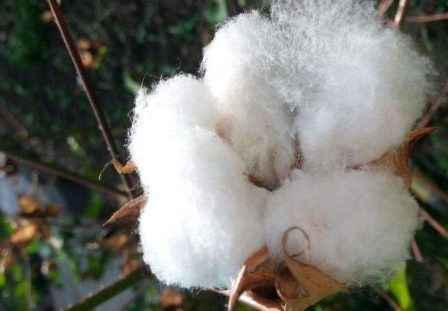 棉花轮出,宁静致远看待储备棉