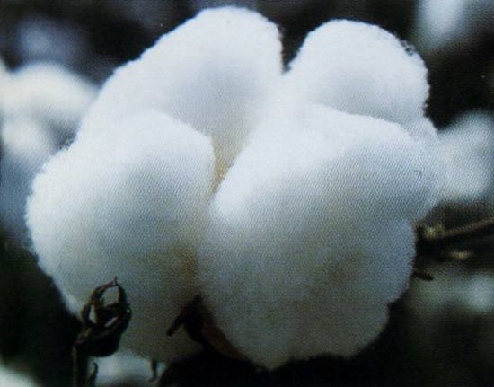 新疆:春播全面展开 棉价整体弱势