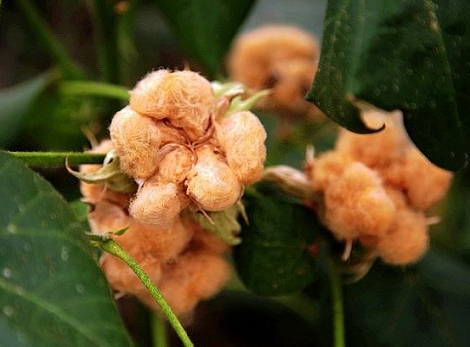 彩棉是什么面料?彩棉和纯棉的区别?