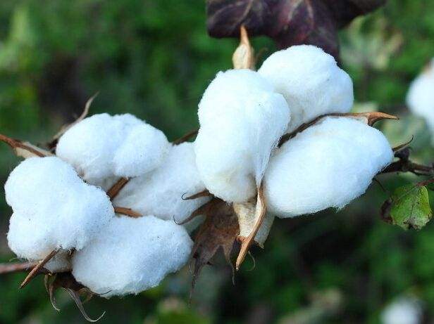 棉花市场大战一触即发！ 