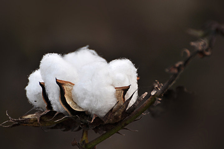 农业机械化“十三五” 助力棉花机械化发展 