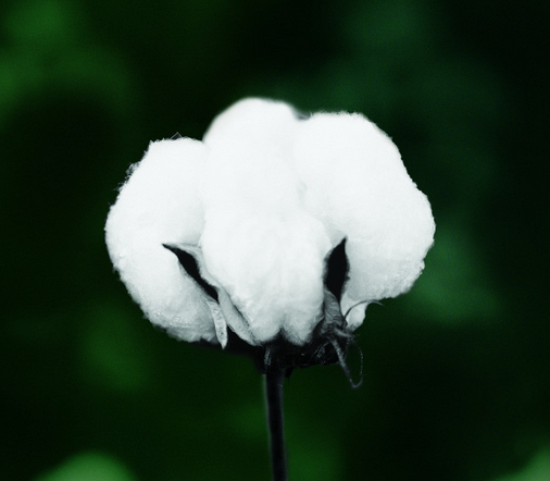 棉花市场进入僵持期 成交量杂乱无章 