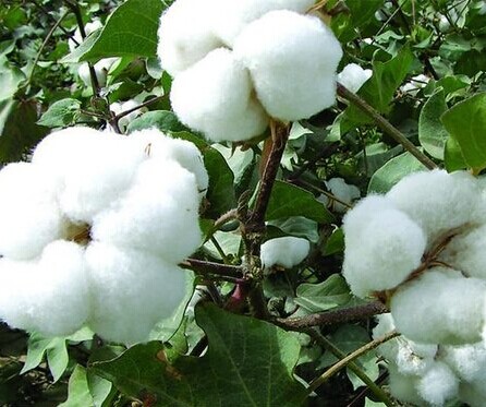 籽棉收购基本结束 新疆棉在内地销售明显滞迟 