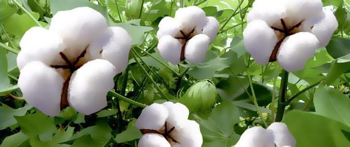 纺企即将集中补库 棉花到底怎么走 